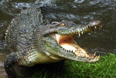 Ezek az állatfajok látták a dinoszauruszok kihalását