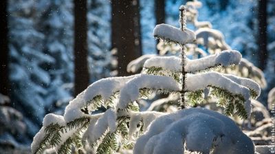 Milyen károkat okozhat a hó a kertben? Elmondjuk