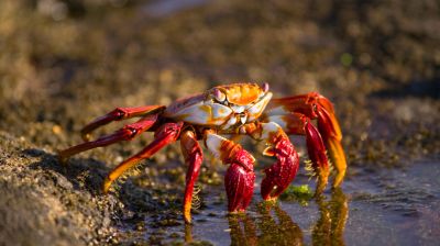 Rejtélyes élőlény jelent meg a Balatonnál és a Dunán is: rohamléptekkel pusztítja az élővilágot