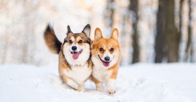 Az állatorvos szerint, ekkortól van túlságosan hideg a kutyáknak