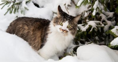 Kiengedjem, vagy ne? Hány foktól van túl hideg odakint a macskáknak? Az állatorvos válaszol