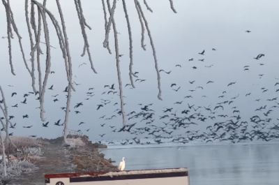 Komoly akadályokba ütközik a kormoránok elleni védekezés a Balatonnál 