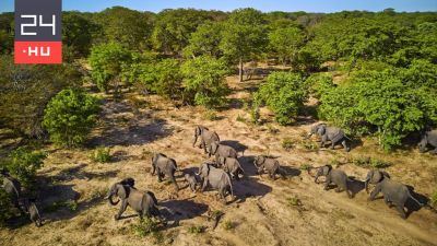 Egyedül maradt életben egy hétéves fiú a zimbabwei vadonban