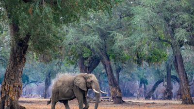 Zimbabwéban épen találtak meg egy hétéves kisfiút, egy vadállatoktól hemzsegő nemzeti parkban