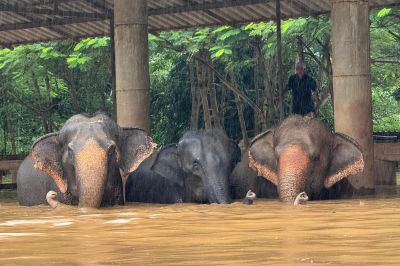 Bepánikolt elefánt ölt meg egy spanyol turistát Thaiföldön