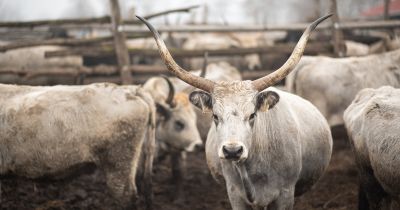 Bioforradalom a közétkeztetésben?