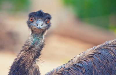 Egy szabadon bóklászó emu tartja izgalomban Újszeged lakosait 