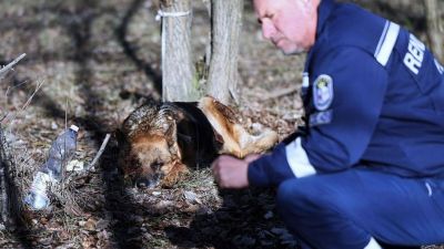 Hajmeresztő esethez riasztották a rendőröket, valaki autóhoz kötözve vonszolt egy kutyát + videó