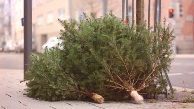 Idén is több alkalommal indítanak fenyőfajáratokat Szegeden