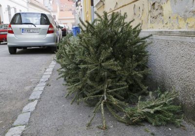 Keddtől gyűjti a kidobott karácsonyfákat a Dél-Kom