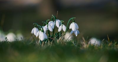 Nyakunkon a tavasz! Már most előbújtak az első hóvirágok - fotó