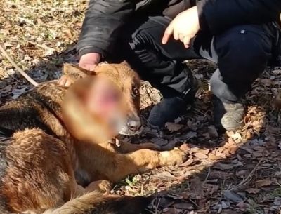 Olyan kegyetlen kínzást kellett elviselnie szerencsétlen kutyának, amire nincsenek szavak