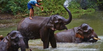 Pánikba esett és megölt egy turistát Thaiföldön egy elefánt