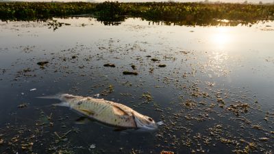 Sötét jövő vár ránk a magyar klímatudós szerint, 