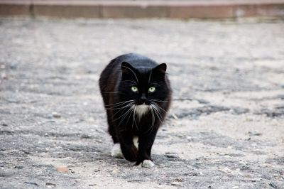 Új kutatások bizonyítják, hogy a babonáknak van értelmük