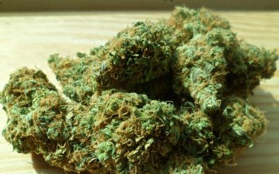 Az óév legnagyobb fogása Röszkén: 33 kg kannabisz