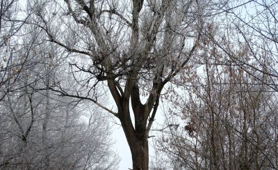 Nevezetes nagy fákat nézhetünk meg a Tisza mentén