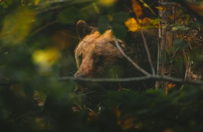 Újabb medvetámadás Szlovákiában – egy vadász az áldozat