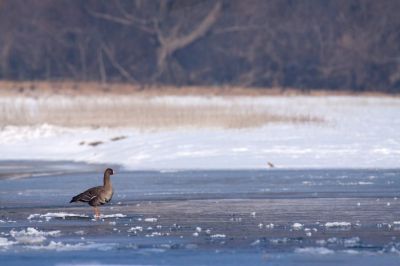 Gazdag madárvilág telel a Körös-Maros Nemzeti Park vizes élőhelyein