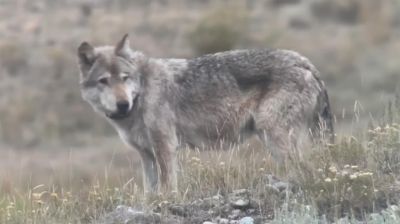 Karácsonykor gyilkolták meg riválisai a Yellowstone farkasainak királynőjét