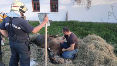 Lovat is mentettek már a tűzoltók Szegeden