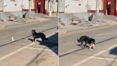 A kóbor kutya észrevesz egy mozdulatlan cicát az út közepén, majd váratlan dolgot tesz – videó