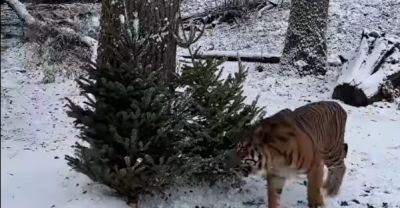 Fenyőfával kötik le a tigris figyelmét Nyíregyházán