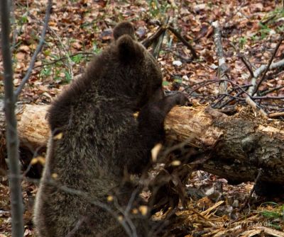 Sikeres védekezés: Tavaly Tusnádfürdőn nem jelentettek medvék okozta károkat