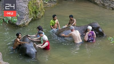 Elefántfürdetés: állatkínzás a népszerű turistaprogram