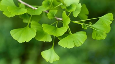 Ginkgo biloba: így hat a szervezetünkre az egyik legősibb növény