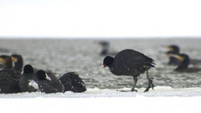 Lihogók: különös madármenedékek a befagyott tavakon