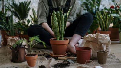 5 jel, hogy ideje átültetni a szobanövényeket