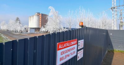 Madárinfluenza-vírus jelenlétét mutatták ki egy hajdú-bihari lúdtelepen