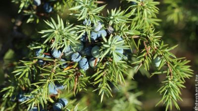 Boróka: szépen elél a homokos talajon is