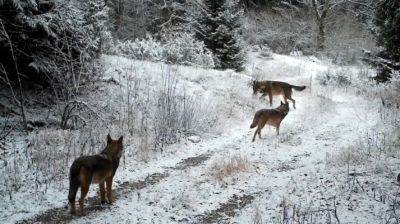 Videón a Plitvicei-tavaknál sétáló farkasok