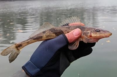 Pofonegyszerűen megkülönböztethető két bucófajunk 