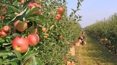 Veszélybe kerültek a magyar termelők: azonnali lépést sürget a FruitVeB