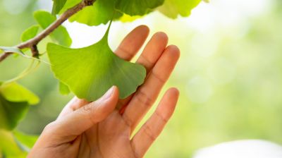 Ginkgo biloba: javítja a koncentrációt, de lehetnek mellékhatásai