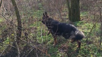 Tragédia Ajkán: holtan találták meg a kórházból eltűnt Zoli bácsit