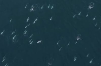 Videó: 1500 delfin bulizott Kalifornia partjainál