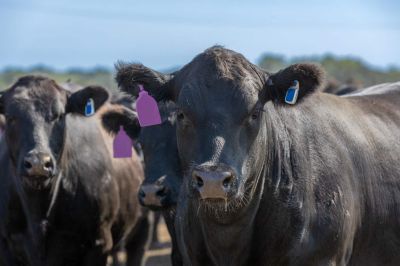 Így lesz a tehenészetből biodiverzitást elősegítő erdő