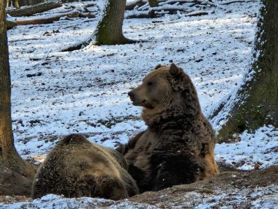 MedvenapoZoo a Marosvásárhelyi Állatkertben