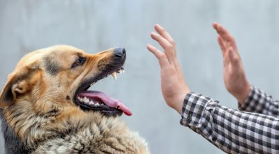 Egy gazda a kutyáját védte egy másik ebtől, vádat emeltek ellene